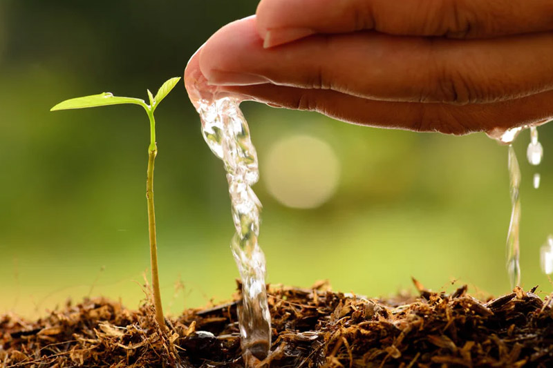 Add water - Fill the seed trays