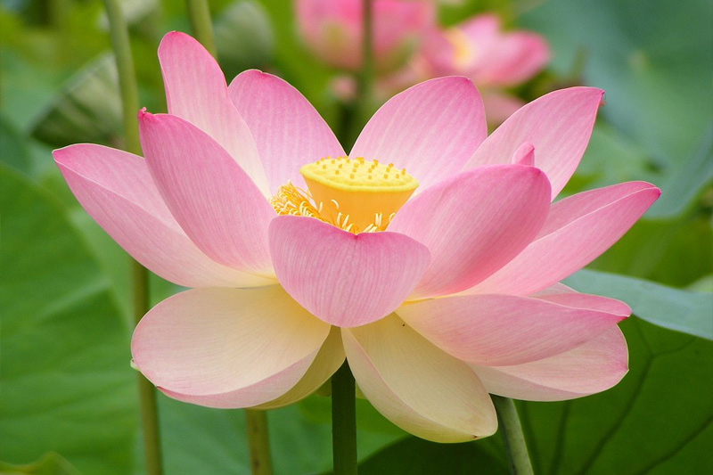 Caring for seed grown lotus plants