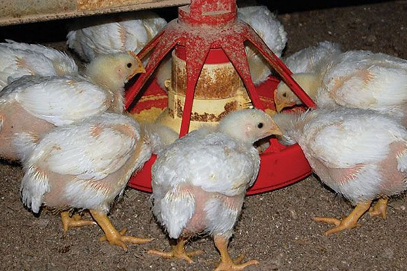 Feeding and Medication - to Start a Poultry Farm in Nigeria