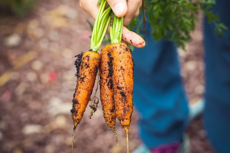 Grow Organic Carrots