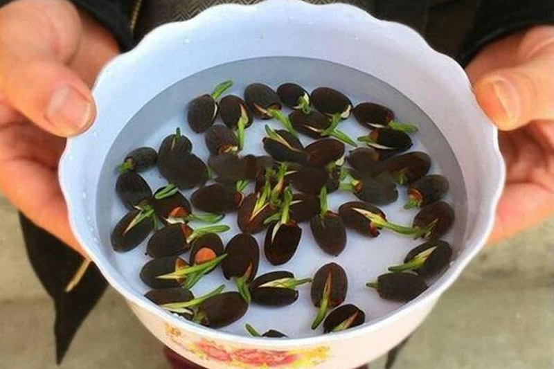 Planting lotus seeds