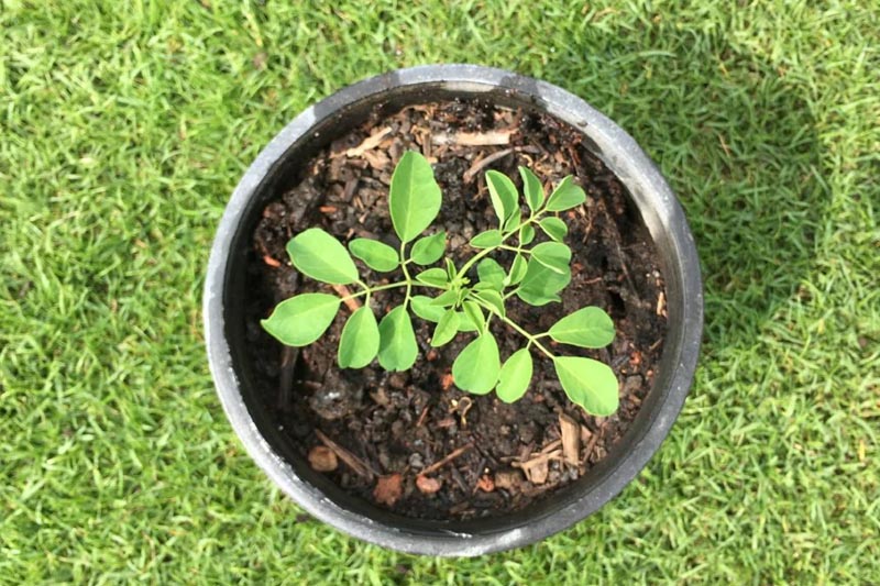 Potting and Repotting - to Grow Moringa from Seed