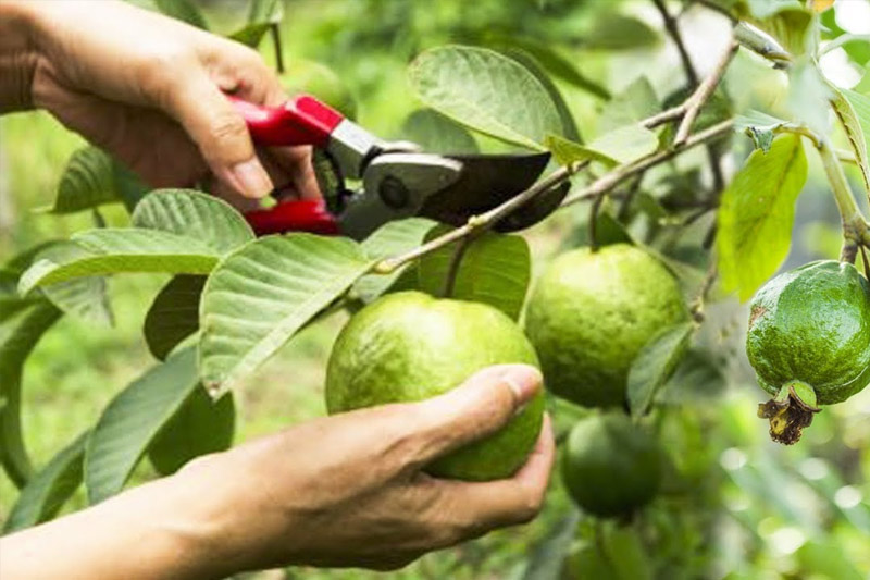 Pruning