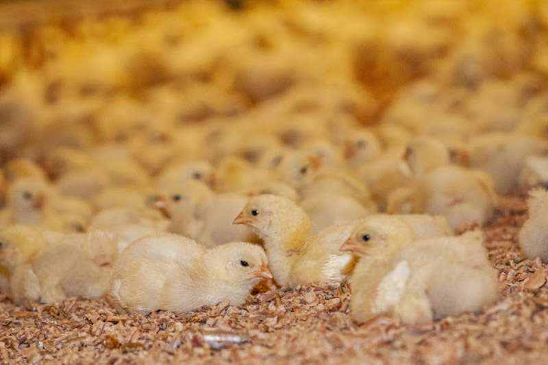 Start a Poultry Farm